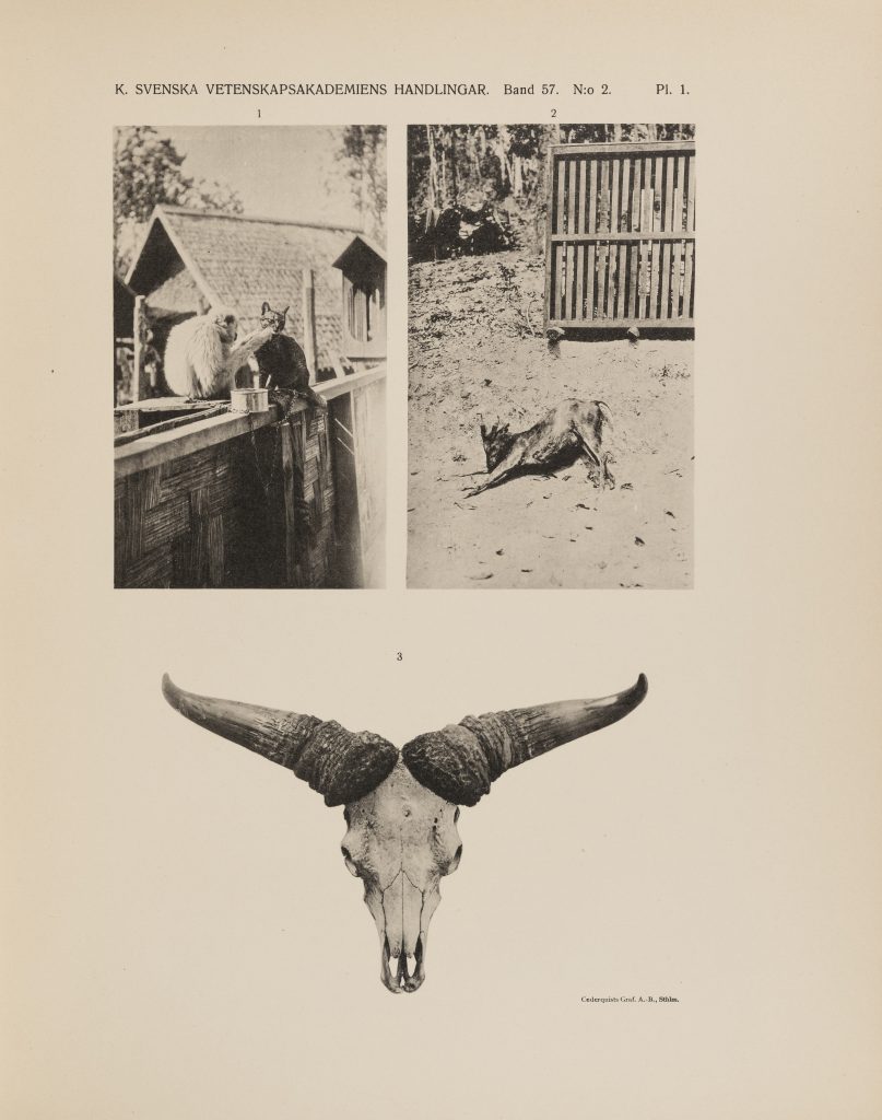 Page from Gyldenstolpe's publication with photographs. Black and white photograph showing monkey and cat, a small deer, and the skull and horn of a gaur. 