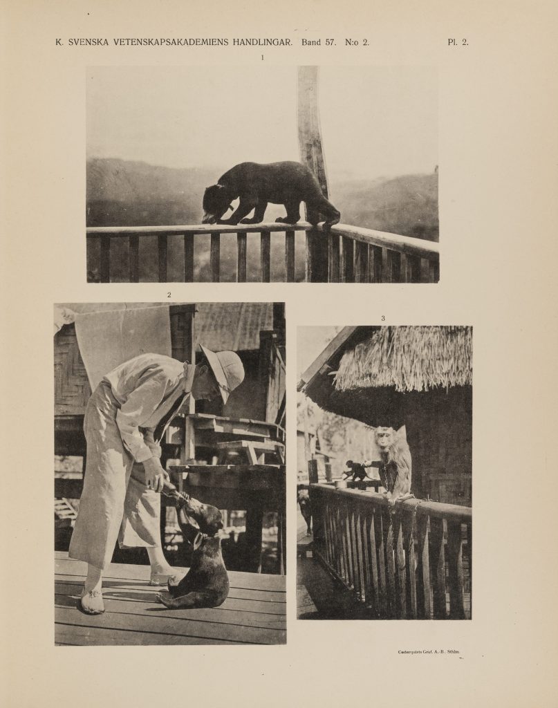 Page from Gyldenstolpe's publication to give context to main body text. The page shows a plate of numbered photographs without explanatory text. Three black and white photographs. Top photograph is of an asian black bear cub walking on the rails of a balcony or house, blurred mountains in the background. Photograph to the left show a man figure in light colored clothes and a pith helmet feeding a black bear cub. Third picture to the right shows a macaque sitting on the rails with a thatched roof house in the background. 