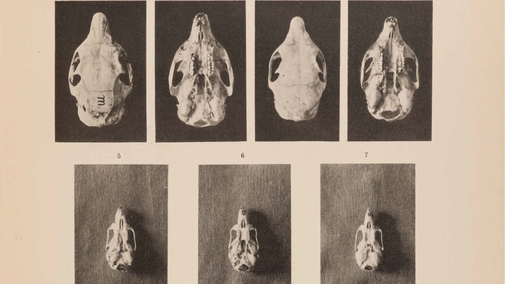 Image from plate in publication on zoological findings. Photographs on the plate are black and white, showing skulls of squirrels and rats.